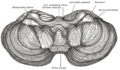 Under surface of the cerebellum