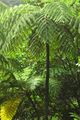 Rainforest near Belles (Dominica)