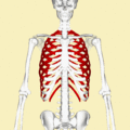 Human ribs (shown in red). It consists of 24 ribs. Left and right of first rib to twelfth rib.