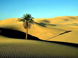 نخلة تمر صحراوية في الصحراء الليبية، برقة- جنوب شرق ليبيا.