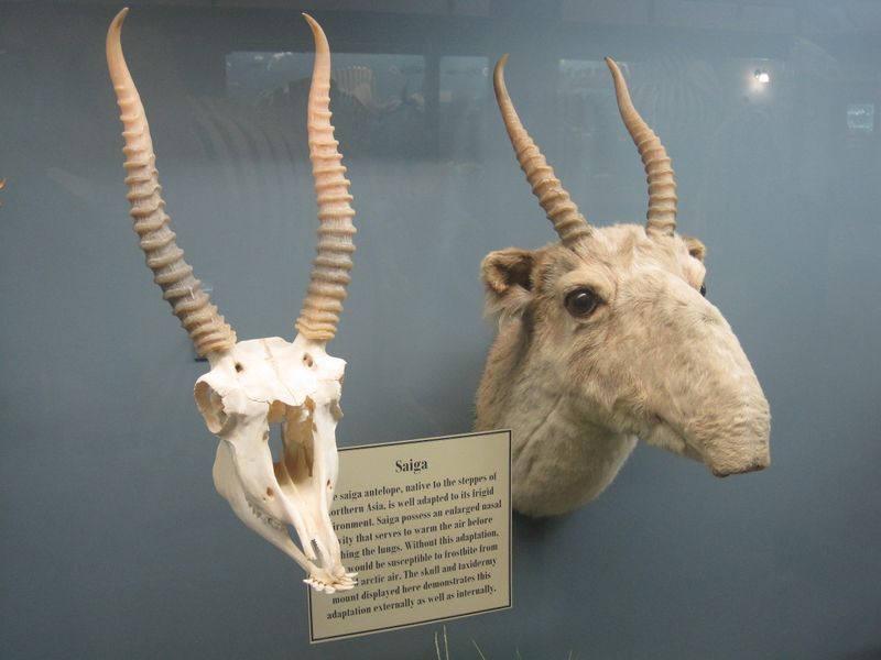 ملف:Saiga Antelope Skull and Taxidermy.jpg