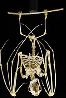 جمجمة خفاش الفاكهة قصير الأنف.