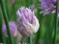 Chive flower opening
