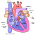 Diagram of the human heart (cropped).svg