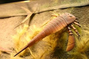 Eurypterus Smithsonian.jpg