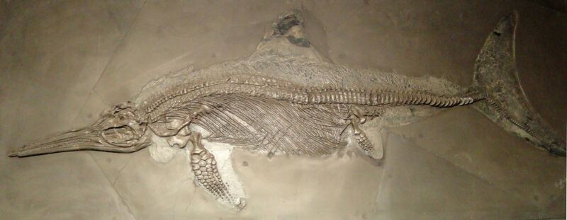 ملف:Ichthyosaur - Naturmuseum Senckenberg - DSC02173.JPG