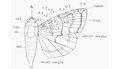 Wing and body of a moth (from South Moths of the British Isles) Figure 4
