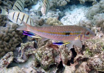 Two small cleaner wrasses servicing a larger fish at a cleaning station