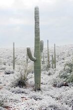 Snow-covered saguaro near Tucson. Saguaros can survive a few hours of below-freezing temperatures