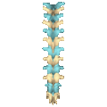 Shape of thoracic vertebrae (shown in blue and yellow). Animation.