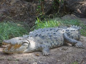 Crocodiles NT: Croc snapped eating pig at popular NT fishing competition  the Barra Nats