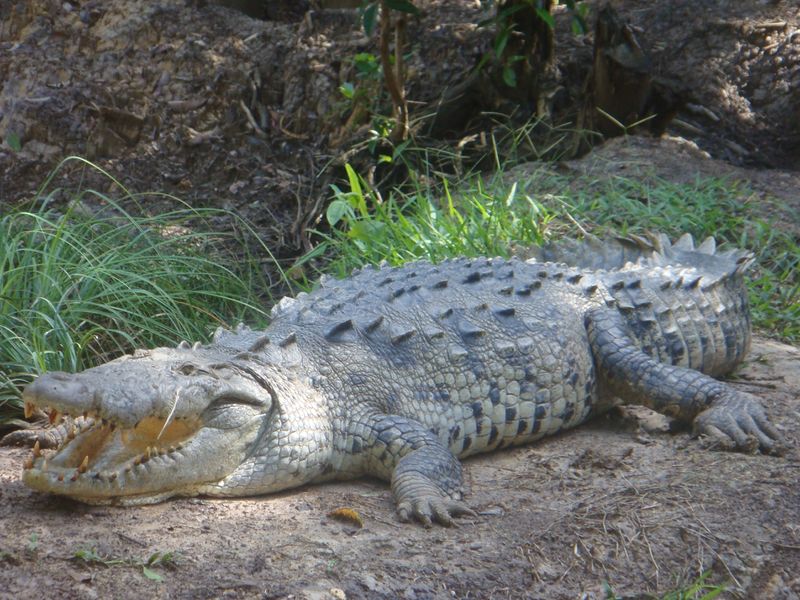 ملف:Large american crocodile.jpg