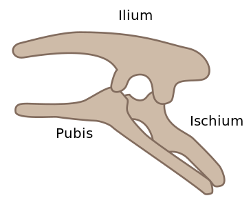 Figure 1a - Ornithischian propisthopubic pelvic structure (left side)
