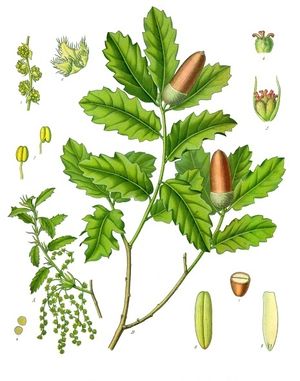 Quercus lusitanica - Köhler–s Medizinal-Pflanzen-253.jpg