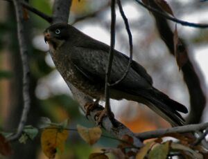 White-eyed Buzzard (Butastur teesa) in Kawal WS, AP W IMG 2038 .jpg
