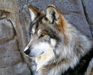Wolf 17 big.jpg