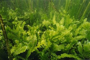 Killer algae are single-celled organisms, but look like ferns and grow stalks up to 80 cm long.[394]