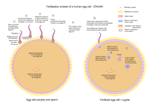 Egg cell fertilization - Zygote.png