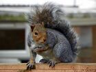 Grey Squirrel (Sciurus carolinensis).jpg