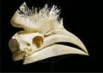 جمجمة طائر أبو قرن المجدل الأسود، من أبرز الأمثلة على امتزاج الشكل والوظيفة في جمجمة الحيوانات.