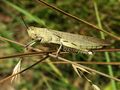 Egyptian grasshopper Anacridium aegyptum