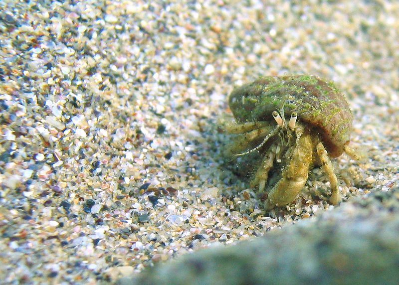 ملف:Black sea fauna hermit crab 01.jpg