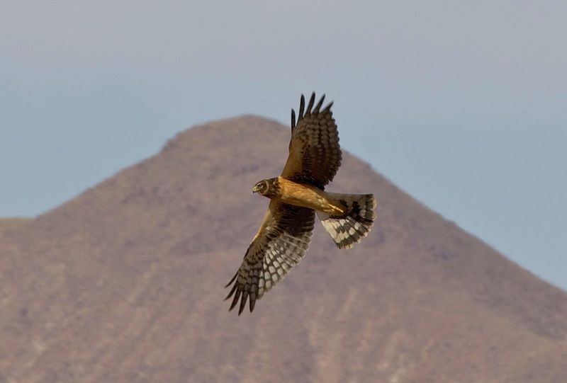 ملف:Circus hudsonius flying, Bosque del Apache NWR, New Mexico, USA.jpg