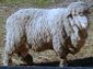 Cormo sheep.jpg