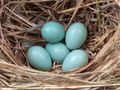 Eggs in nest