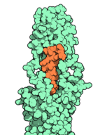 Space-filling model of an orange molecule bound to a larger green molecule