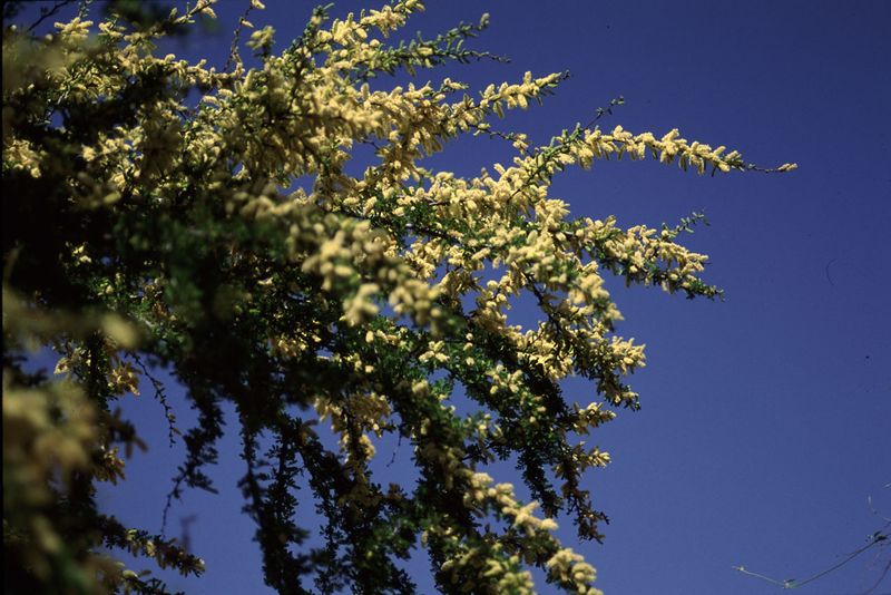 ملف:Acacia rigidula.jpg