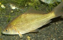 A pale yellow and silver fish, with grayish fins and a dark eye, facing left