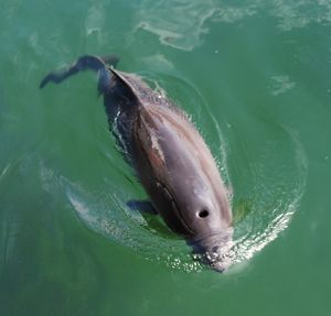 Harbor Porpoise.3.jpg