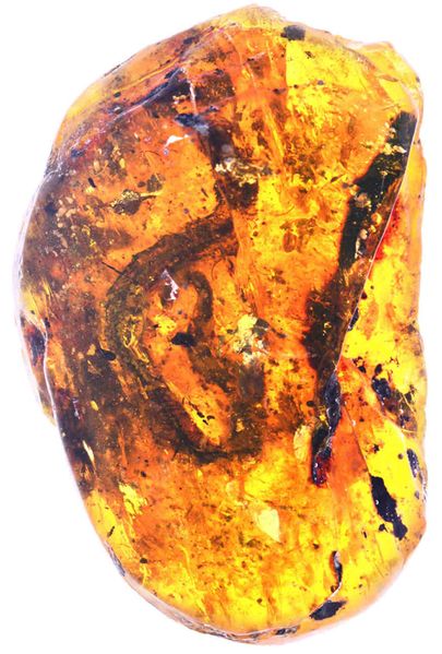 ملف:Skeletal remains from the Xiaophis myanmarensis snake hatchling trapped in Burmese amber. Photo credit Ming Bai - Chinese Academy of Sciences 2018-07-18.jpg