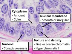 Subcellular features (may need highest magnification)