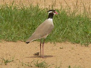 Black-headed plover.jpg