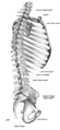 عظم القص في مقطع سهمي، متصل بمحور الهيكل العظمي