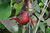 African Firefinch, Sakania, DR Congo (16288800681).jpg