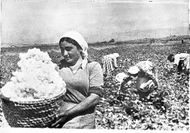 Armenian cotton.jpg