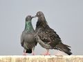 Feral pigeons in foreplay