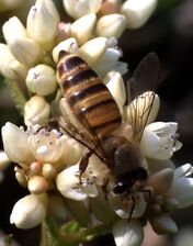 Eastern honey bee (A. cerana) in Hong Kong