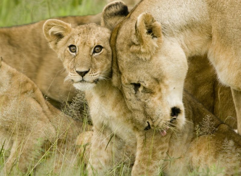 ملف:Lion cub with mother.jpg