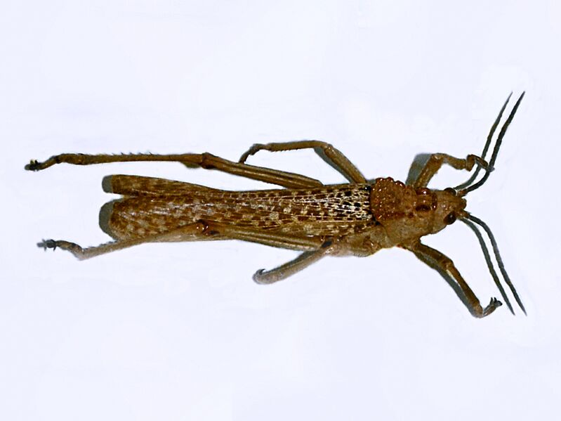 ملف:Pyrgomorphidae - Phymateus aegrotus.JPG