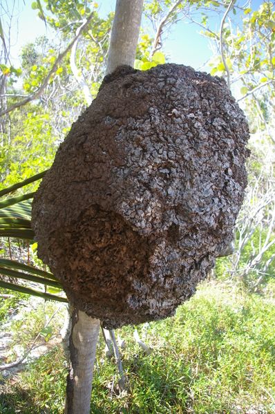 ملف:Termite-nest-Tulum-Mexico.jpg