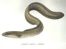 Mature silver stage eels migrate back to the ocean in order to mate