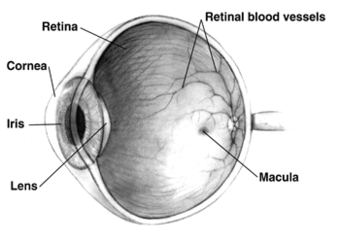 Human eye cross-sectional view grayscale.png