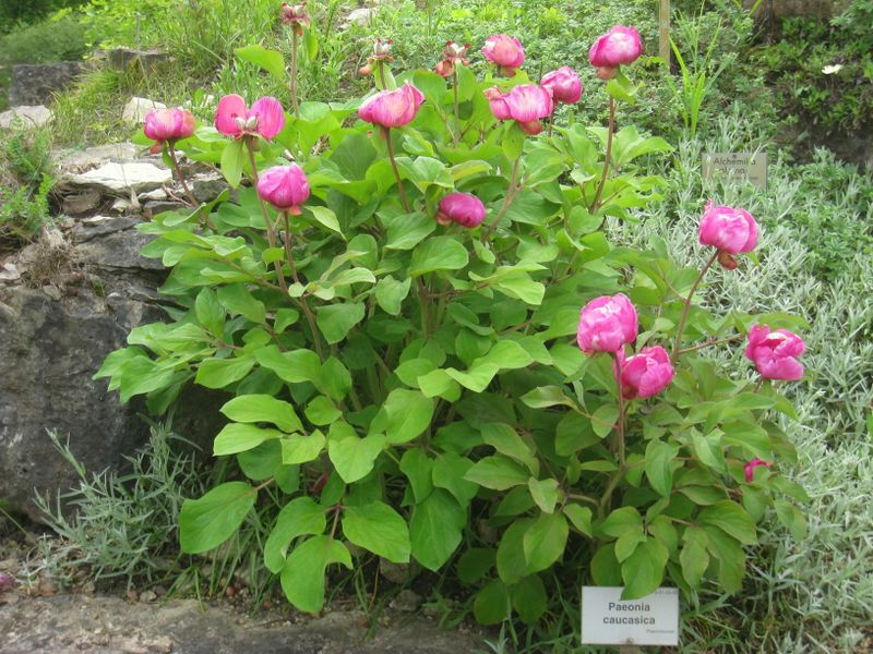 ملف:Paeonia caucasica - Berlin Botanical Garden - IMG 8511.JPG