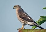 Shikra- Immature at Kolkata- I IMG 0540.jpg