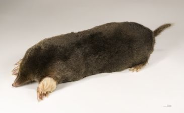 The color taupe takes its name from the French word for this animal, the European Mole.