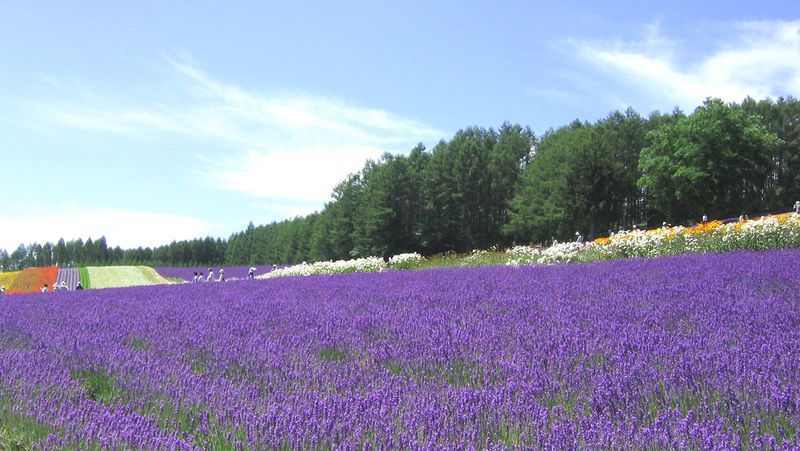 ملف:Lavender FarmTomita.jpg